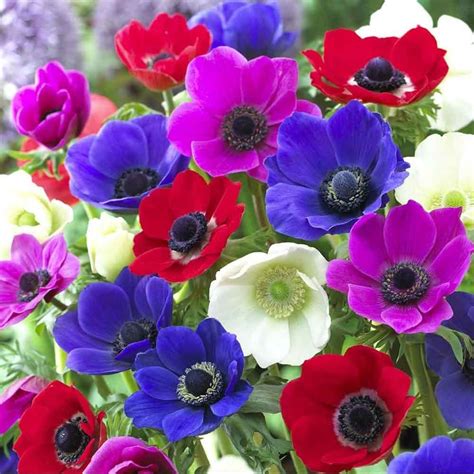 buy anemones flowers online.